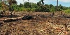 Frentes Activos de FARC destruyen cientos de hectáreas de bosques en Putumayo y Meta para siembra de coca