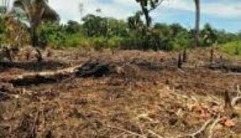 Frentes Activos de FARC destruyen cientos de hectáreas de bosques en Putumayo y Meta para siembra de coca