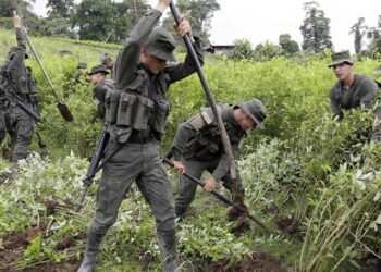 Disidencias, Eln y ‘clan del Golfo’, los que atacan a erradicadores