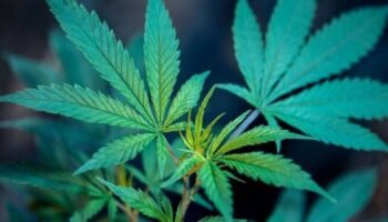 Se hundió el proyecto que buscaba legalizar el consumo recreativo de marihuana en Colombia