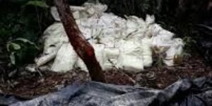 Incautan más de dos toneladas y media de cocaína de las Farc en Nariño