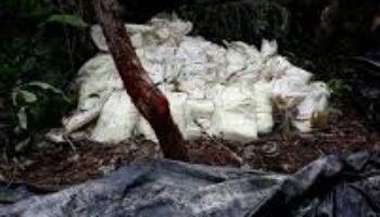Incautan más de dos toneladas y media de cocaína de las Farc en Nariño