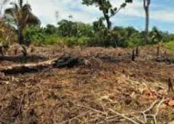 La guerra de Francisco