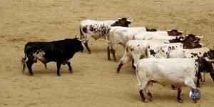 La nueva normalidad y los derechos de los ciudadanos