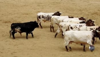 La nueva normalidad y los derechos de los ciudadanos
