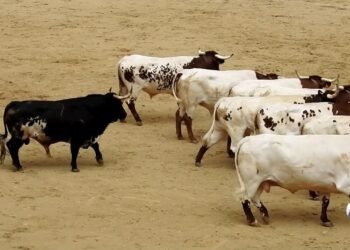 La nueva normalidad y los derechos de los ciudadanos