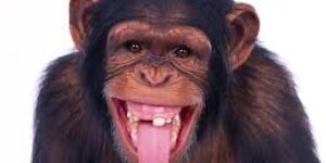 Como un mico en un pesebre