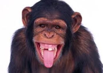 Como un mico en un pesebre