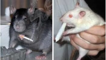 Los animales han sido creados para servir al hombre. Los alucinógenos deben prohibirse porque roban la libertad al hombre