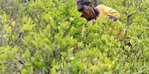 El legado de coca de Alejandro Gaviria