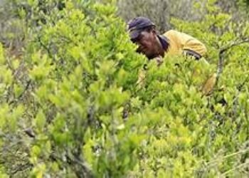 El legado de coca de Alejandro Gaviria