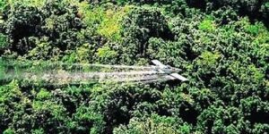 Protección jurisprudencial del narcotráfico