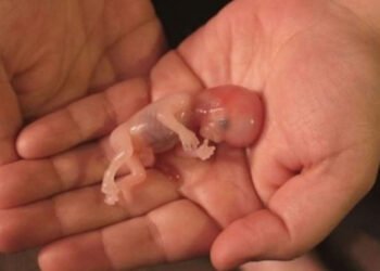 Importante victoria de la vida en EEUU. El Senado frena un proyecto de ley que habría permitido el aborto en cualquier etapa del embarazo y penaba la objeción de conciencia