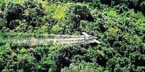 Petro legalizaría cultivos de coca que, al mes, produzcan hasta 3 salarios mínimos