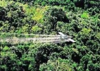 Petro legalizaría cultivos de coca que, al mes, produzcan hasta 3 salarios mínimos