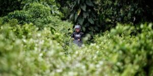 Gobierno pidió suspender el decreto que permite la fumigación de cultivos ilícitos con glifosato