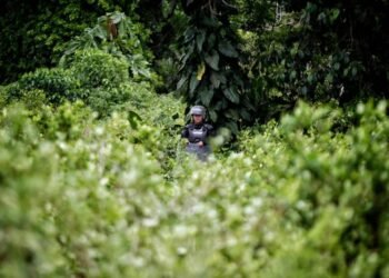 Gobierno pidió suspender el decreto que permite la fumigación de cultivos ilícitos con glifosato