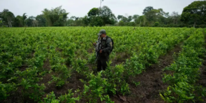 Colombia reporta record de cultivos de coca tras anunciar que baja a la mitad meta de erradicacion