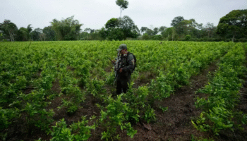 Colombia reporta record de cultivos de coca tras anunciar que baja a la mitad meta de erradicacion
