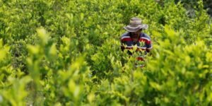 Controversia en Colombia: Gobierno oculta cifras de cultivos ilícitos pese a certificación estadounidense