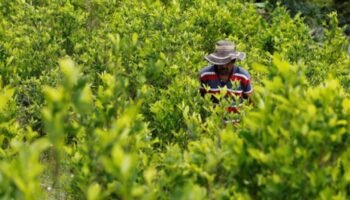 Controversia en Colombia: Gobierno oculta cifras de cultivos ilícitos pese a certificación estadounidense