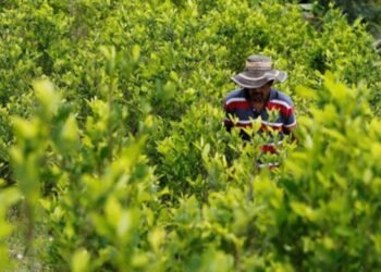 Controversia en Colombia: Gobierno oculta cifras de cultivos ilícitos pese a certificación estadounidense