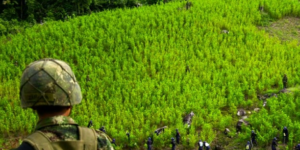 En 2024, narcocultivos habrían superado las 300 mil hectáreas