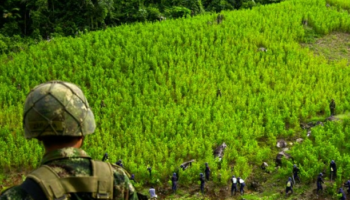 En 2024, narcocultivos habrían superado las 300 mil hectáreas
