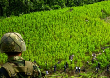 En 2024, narcocultivos habrían superado las 300 mil hectáreas