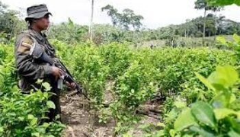 Sustitución voluntaria de narcocultivos