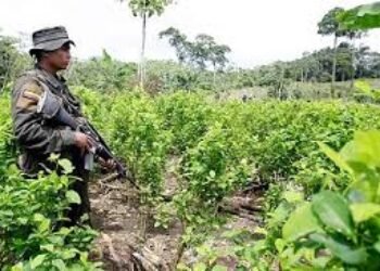 Sustitución voluntaria de narcocultivos