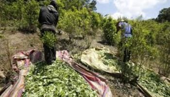 Crónica de una descertificación anticipada