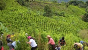 Auge de narcocultivos ilícitos: nudo gordiano del Gobierno
