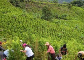 Auge de narcocultivos ilícitos: nudo gordiano del Gobierno