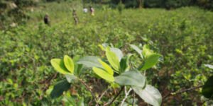 Así han aumentado los cultivos ilícitos de coca durante los gobiernos Duque y Petro
