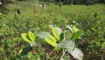 Así han aumentado los cultivos ilícitos de coca durante los gobiernos Duque y Petro