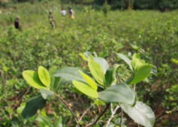 Así han aumentado los cultivos ilícitos de coca durante los gobiernos Duque y Petro