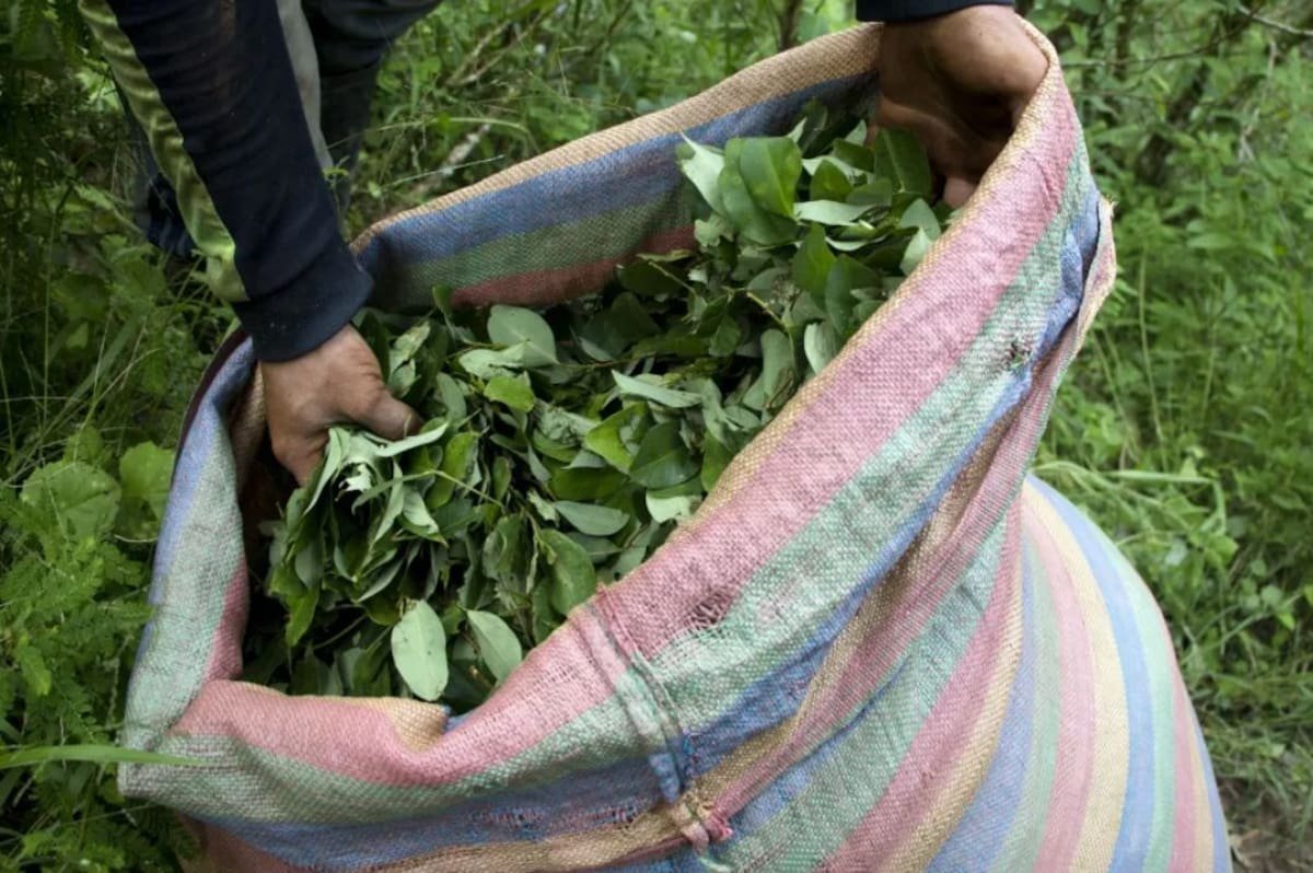Colombia pierde la mitad de su bosque primario en un año: la deforestación amenaza el futuro productivo del país. Foto: EFE
