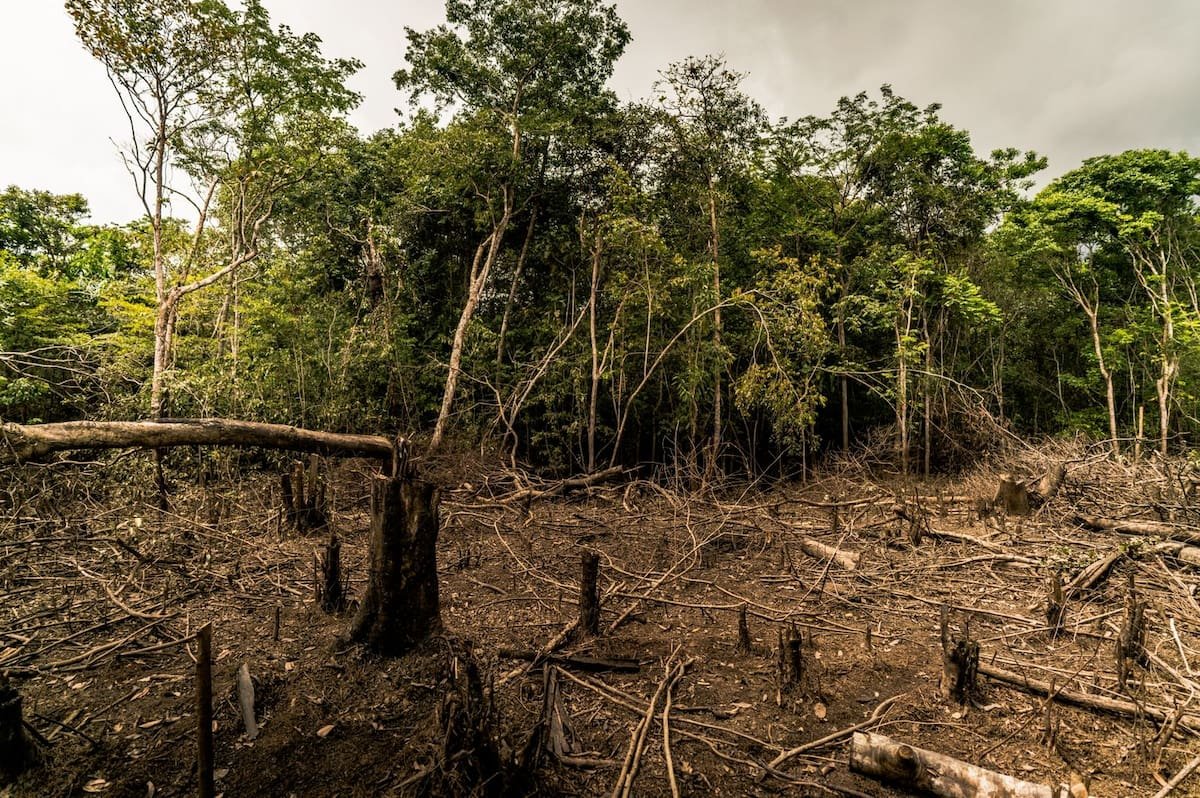 Colombia pierde la mitad de su bosque primario en un año: la deforestación amenaza el futuro productivo del país. Foto: WWF Colombia