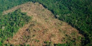 Colombia pierde la mitad de su bosque primario en un año: la deforestación amenaza el futuro productivo del país