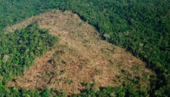 Colombia pierde la mitad de su bosque primario en un año: la deforestación amenaza el futuro productivo del país