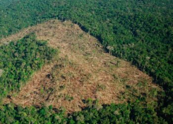 Colombia pierde la mitad de su bosque primario en un año: la deforestación amenaza el futuro productivo del país