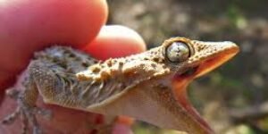 Ecopetrol: de iguana a lagartija