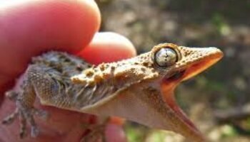 Ecopetrol: de iguana a lagartija