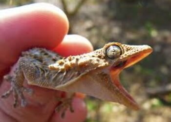 Ecopetrol: de iguana a lagartija