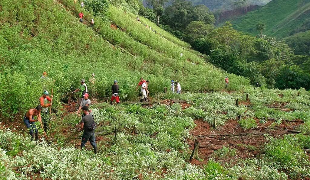 Cultivos de coca en Colombia. Foto Verdad Abierta_Comisión Intereclesial de justicia y verdad