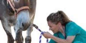 Urge quitar el cabestro al burro