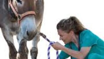 Urge quitar el cabestro al burro