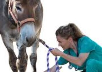 Urge quitar el cabestro al burro