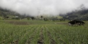 Polémica por nuevo decreto que activa poder de compra privilegiada en reforma agraria